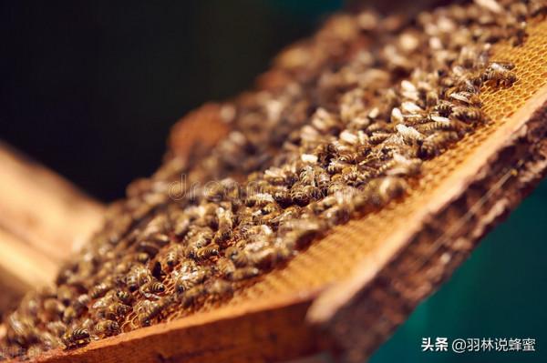 養殖蜜蜂,什麼時候可以新增育雛箱?增加蜂箱是好還是壞呢? 養殖蜜蜂,什麼時候可以新增育雛箱?增加蜂箱是好還是壞呢?