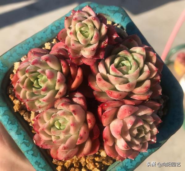 “兩廣”養多肉,養不出好狀態,問題出在哪裡?應該怎麼養? “兩廣”養多肉,養不出好狀態,問題出在哪裡?應該怎麼養?