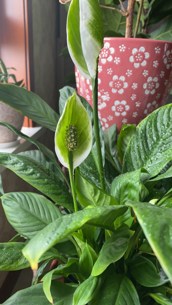 “黃金萬兩財通四海”，適合做生意養的6款植物，寓意超好