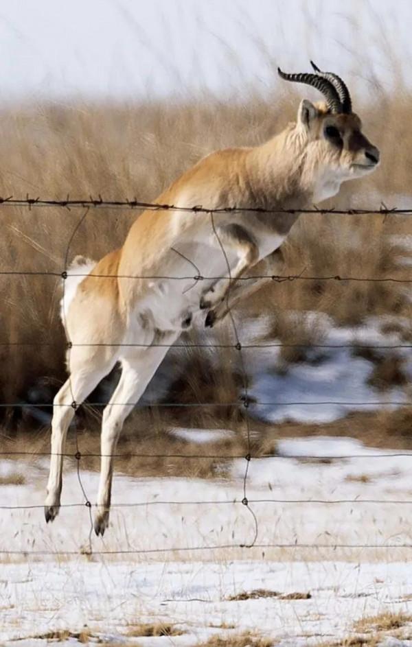 你知道那種羚被稱為“中華對角羚”?它是國內僅有的一級保護動物 你知道那種羚被稱為“中華對角羚”?它是國內僅有的一級保護動物