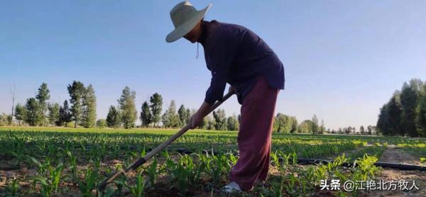 靠養殖到底能不能致富？江豔實話實說，再聽聽她的致富經