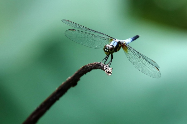 空中霸主:可折返於印度與非洲之間的蜻蜓 空中霸主:可折返於印度與非洲之間的蜻蜓