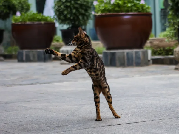 天團大胃王，比體重竟然輸了？