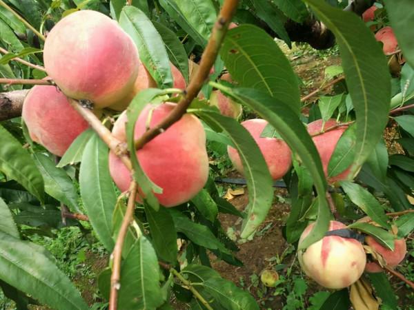 秋季：宜吃果，忌吃瓜，5種“果”經常吃，或能健脾、補氣血