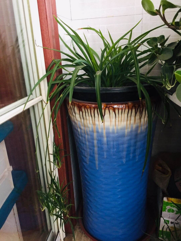 瓷盆養花越養越瞎,養花選盆別用瓷盆,花都養死了 瓷盆養花越養越瞎,養花選盆別用瓷盆,花都養死了