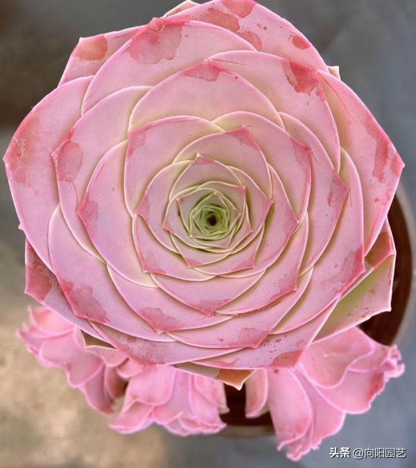 花最少的錢，買最便宜的多肉，專挑二手多肉，也可以養得很好