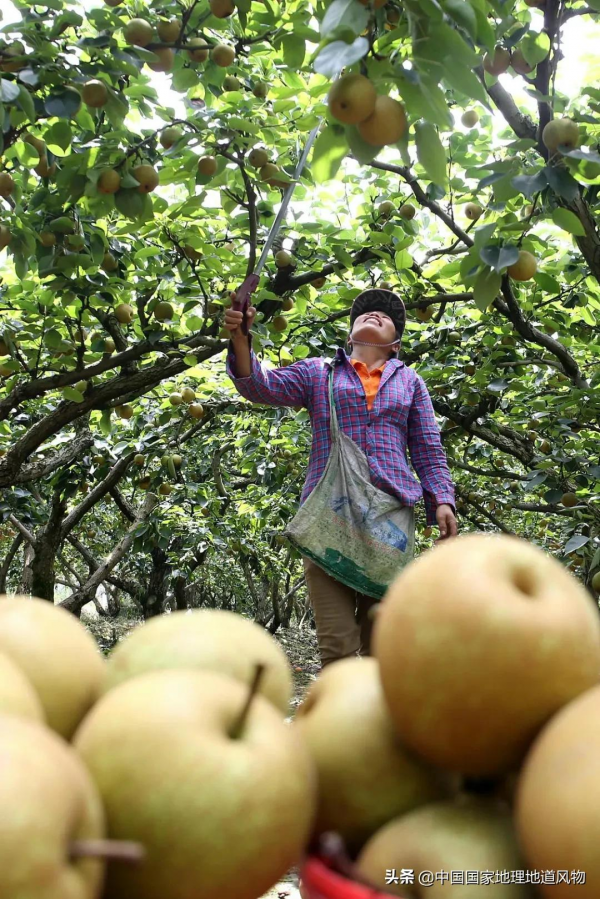 557億斤！5個第一！3個第二！水果大省廣西，到底有多“豪”？
