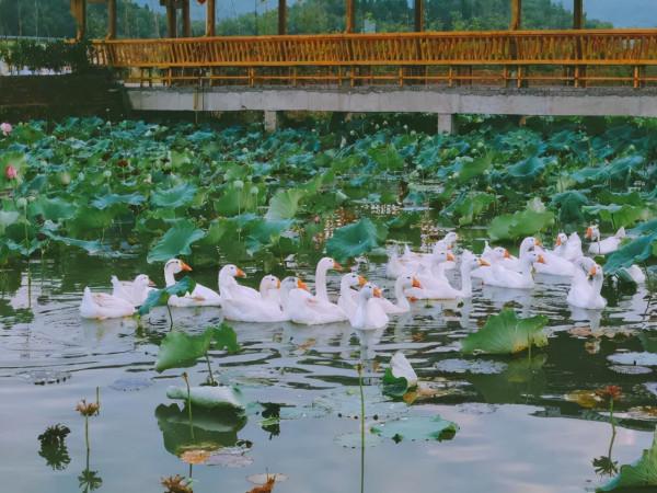 三產融合發展,休閒農業如何做產業鏈延伸? 三產融合發展,休閒農業如何做產業鏈延伸?