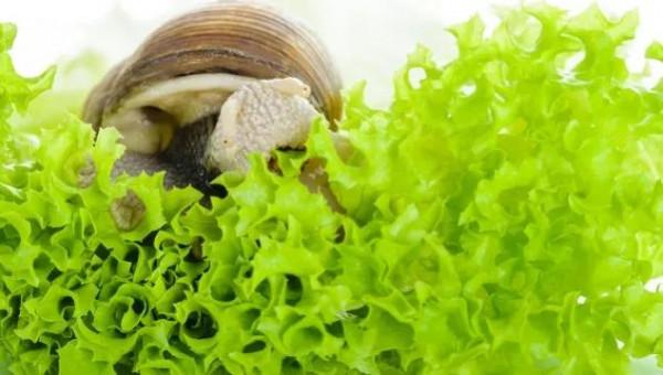 清明節吃什麼能快速減肥? 清明節吃什麼能快速減肥?