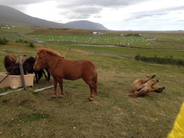 冰島馬最獨特的標誌是它額頭前面的&OpenCurlyDoubleQuote;斜劉海&rdquo;，又特別又可愛