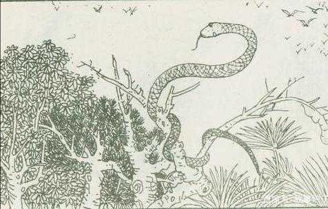 聊齋故事:抓蟒 聊齋故事:抓蟒