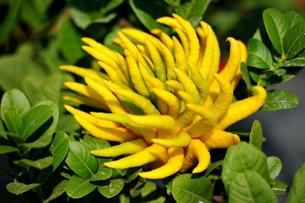 盆栽樹木有哪些？這3種很適合，養在陽臺都可以開花結果