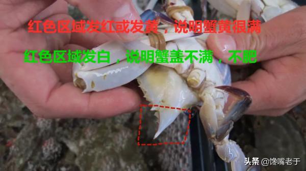 買梭子蟹不會挑?船老大教你3招,個個膏滿黃肥,保準一挑一個肥 買梭子蟹不會挑?船老大教你3招,個個膏滿黃肥,保準一挑一個肥