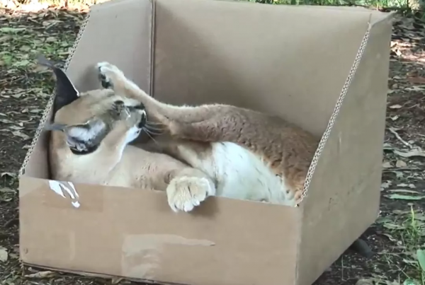 貓咪喜歡紙箱,那大貓呢?8種大型貓科動物實測,結果太可愛 貓咪喜歡紙箱,那大貓呢?8種大型貓科動物實測,結果太可愛