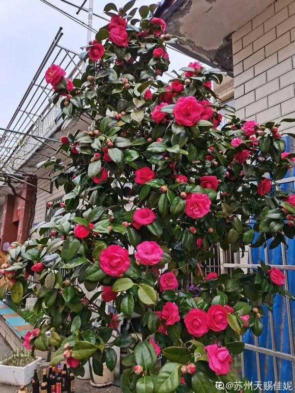 八種花,養成老樁最“旺家”,開花倍有精神氣兒 八種花,養成老樁最“旺家”,開花倍有精神氣兒