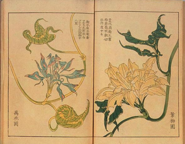 東野圭吾《夢幻花》：江戶時代的“詛咒之花”，更是對人性的拷問
