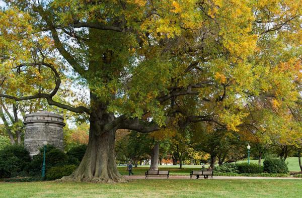 常見的傢俱木材有哪些? 常見的傢俱木材有哪些?