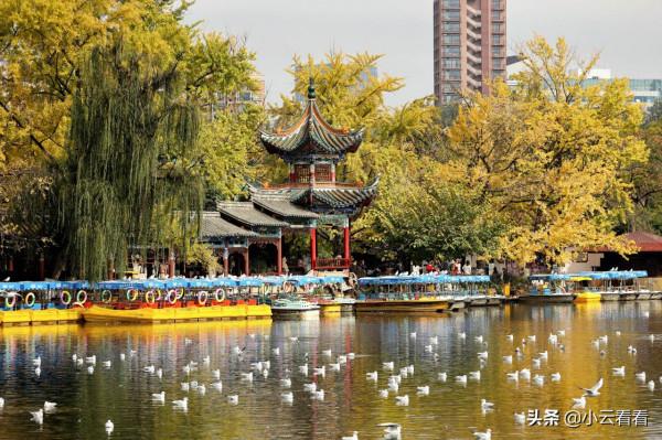 紅嘴鷗漫天,銀杏灑金,初冬翠湖風景入畫來 紅嘴鷗漫天,銀杏灑金,初冬翠湖風景入畫來