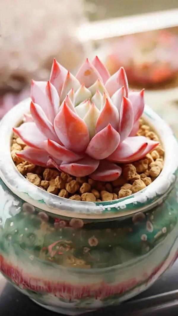 成年人玩得這麼野，小心把命都玩丟了