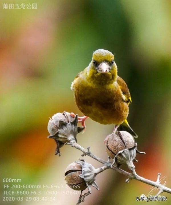 拍鳥買什麼相機，不是廣告是忠告（五）索尼半畫幅微單篇