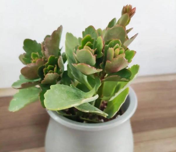 買花也要注意辨別“坑”,才能挑到好花,花開爆盆 買花也要注意辨別“坑”,才能挑到好花,花開爆盆