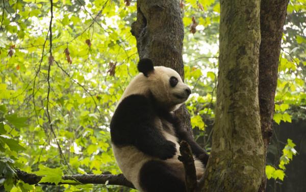 遊記《樂享其成》之國寶