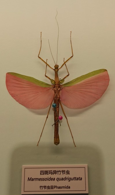 北京自然博物館竹節蟲