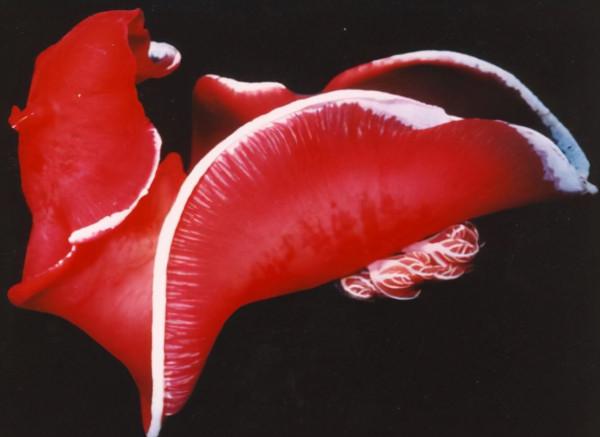 66張圖片帶你看看，那些有著驚豔“顏值”的動物