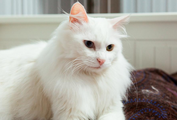 賣貓的人,不會告訴你,這幾種貓更好養 賣貓的人,不會告訴你,這幾種貓更好養