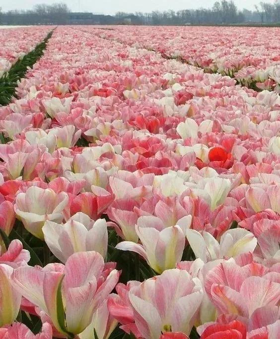 帶你看盡世界上最美的花海