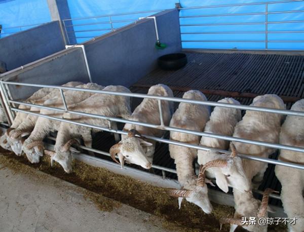 羊舍內部的地面鋪設，有一種材料比較流行，成本還小