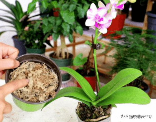 公認漂亮卻難養的“8種花”,你家有幾種? 公認漂亮卻難養的“8種花”,你家有幾種?