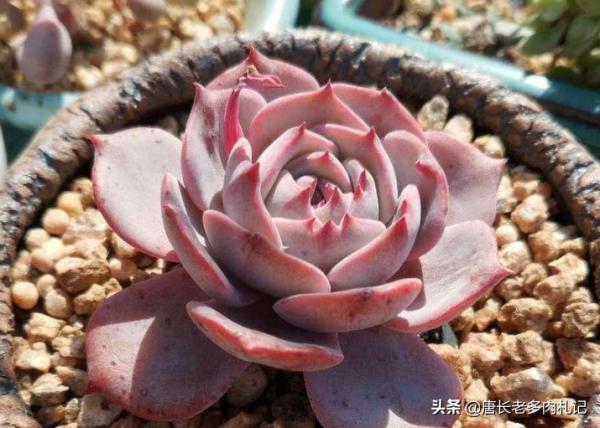 多肉新品之勞雪,養好之後既清且豔,另外還有3個優點值得你養它 多肉新品之勞雪,養好之後既清且豔,另外還有3個優點值得你養它