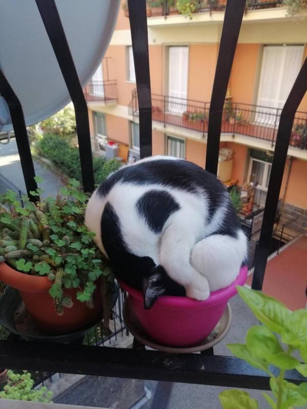 40張奇特而有趣的貓照片，看了讓人心情愉快