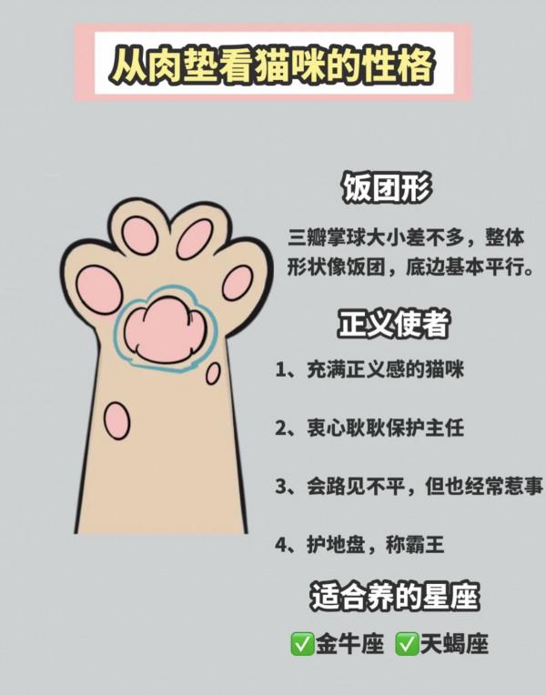 怎麼透過&OpenCurlyDoubleQuote;手相&rdquo;選貓？