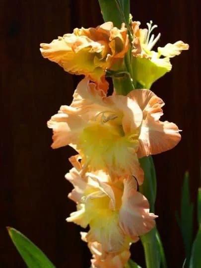 搖曳多姿的劍蘭 搖曳多姿的劍蘭