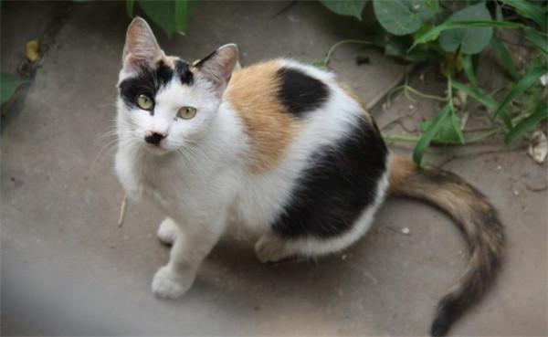 “品種貓”和“土貓”之間,二者到底有什麼區別? “品種貓”和“土貓”之間,二者到底有什麼區別?