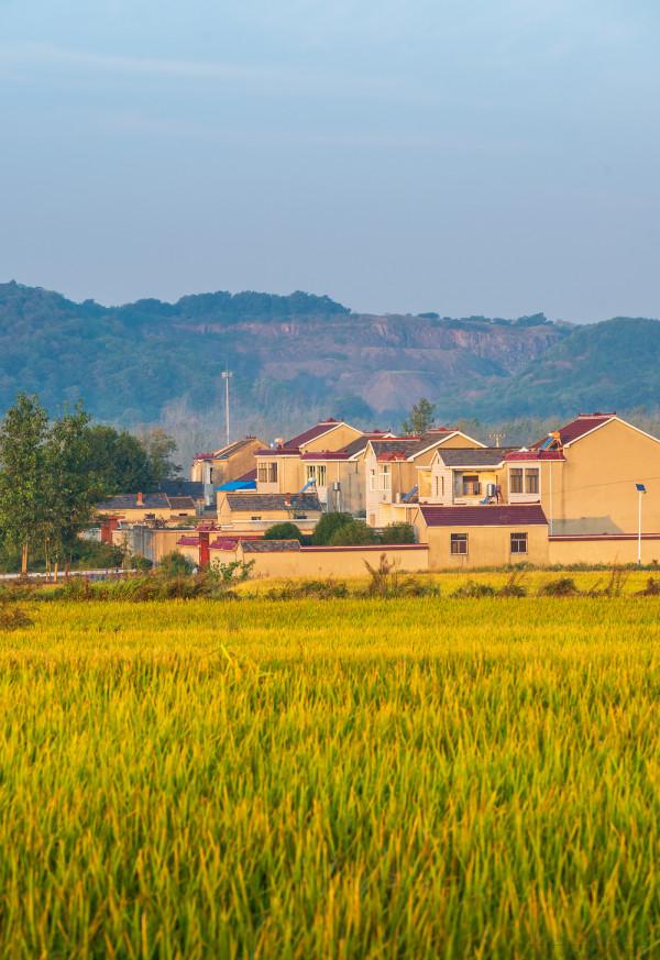 深秋,鄉村晨霧 深秋,鄉村晨霧