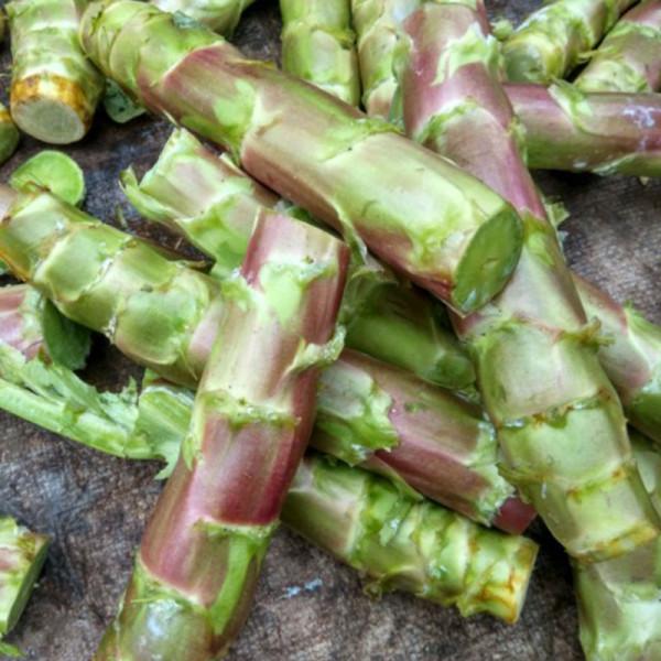 10月想種萵筍的農戶,趕緊試試這款耐寒性很好的品種吧 10月想種萵筍的農戶,趕緊試試這款耐寒性很好的品種吧