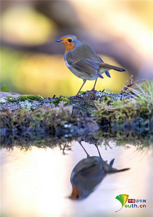 攝影師抓拍鳥獸“照鏡”瞬間 平靜湖面彰顯對稱之美 攝影師抓拍鳥獸“照鏡”瞬間 平靜湖面彰顯對稱之美