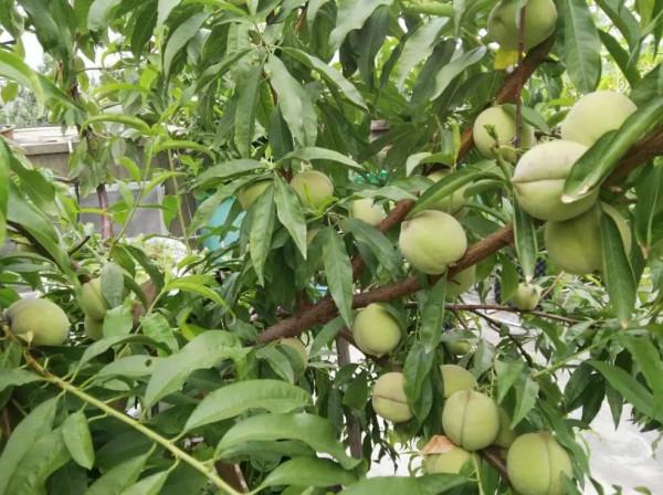 五年換四代，樓頂果樹二培桶經歷了考驗