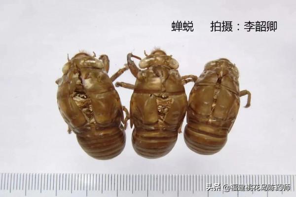 分享李紹卿老師拍攝的三十四種動物藥