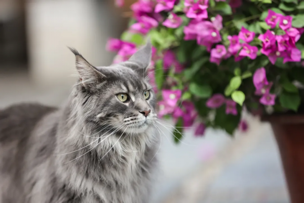 毛森森小朋友的職業規劃 毛森森小朋友的職業規劃