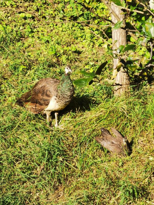 南海子公園咋恁美？