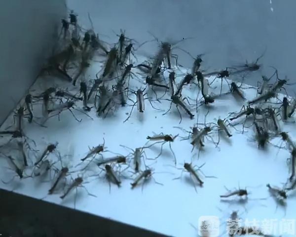 天冷了！成群小蟲入室蹭暖氣…