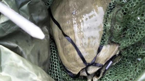 盤點4種“最髒”的魚，每一種都深得釣魚人喜愛，人間少有美味