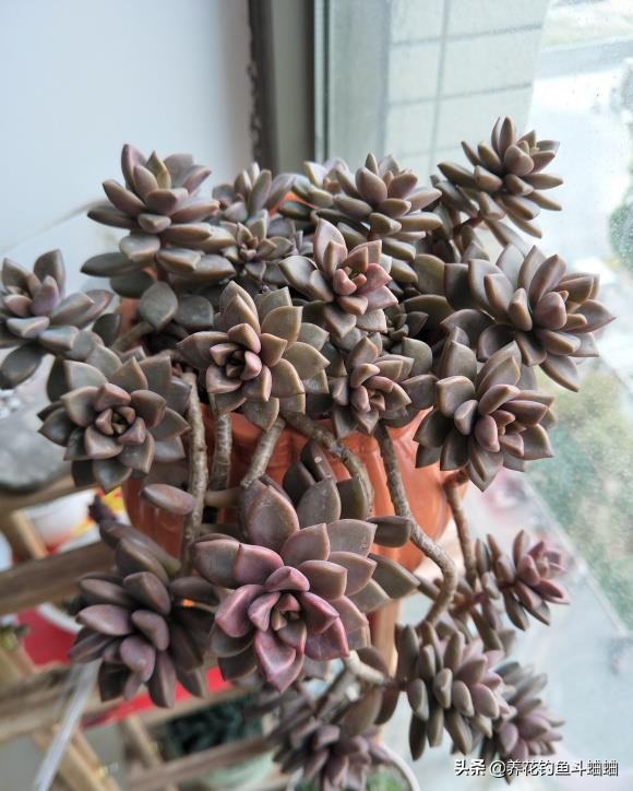 適合新手的多肉姬朧月,沒事掐一掐,新枝新芽一起長,輕鬆爆盆 適合新手的多肉姬朧月,沒事掐一掐,新枝新芽一起長,輕鬆爆盆