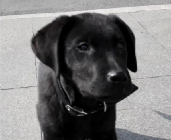 家庭餵養寵物犬的利與弊