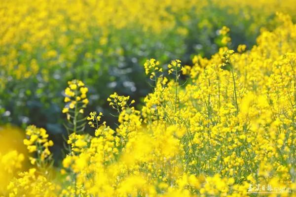 今天，宜到玉溪的油菜花田感受春天