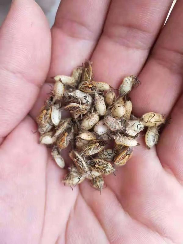 不可小看小小的臭屁蟲，受到襲擾時會噴出毒液或毒氣